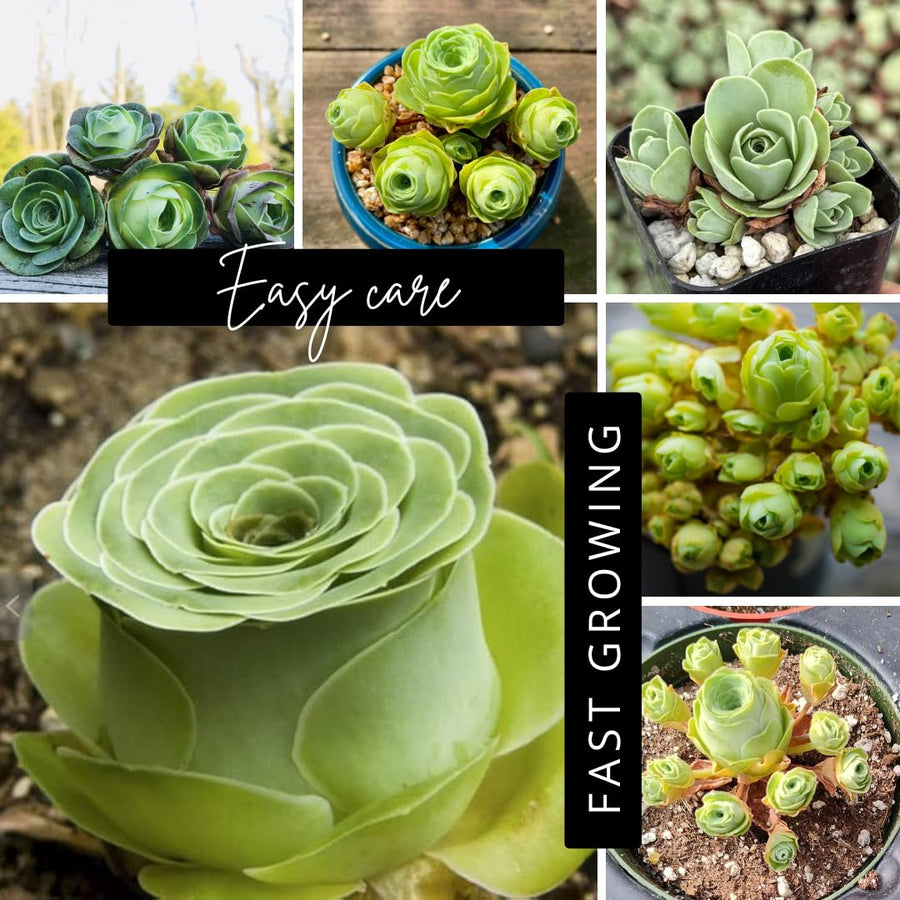 Pack 2 Mountain Rose Cactus Live Plants, Very Rare Succulent with Rose Shape and Green Color in 2" Pot, Stater Plant