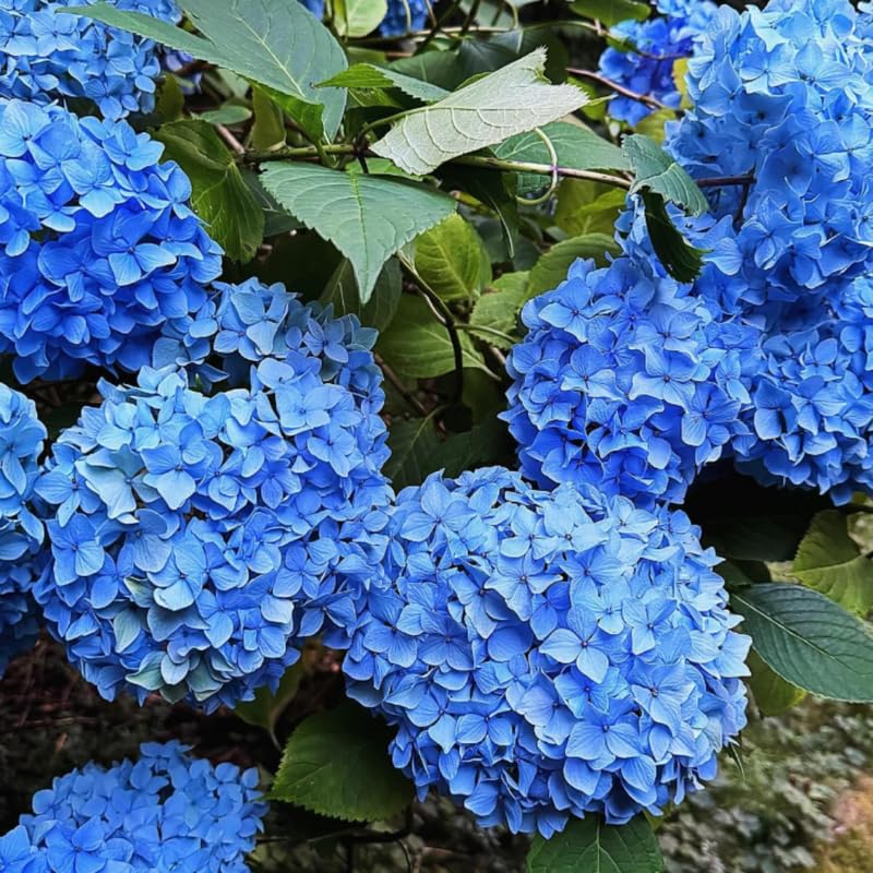 Blue Hydrangea Tree Live Plant, Hydrangea Plant Live Garden, Perennial Flower Shrub Plant,Quart Pot