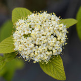 Live Viburnum Bush in 4 Inch Pot, Hardy Flowering Shrub for Outdoor Garden, Landscape or Hedge (Blackhaw)
