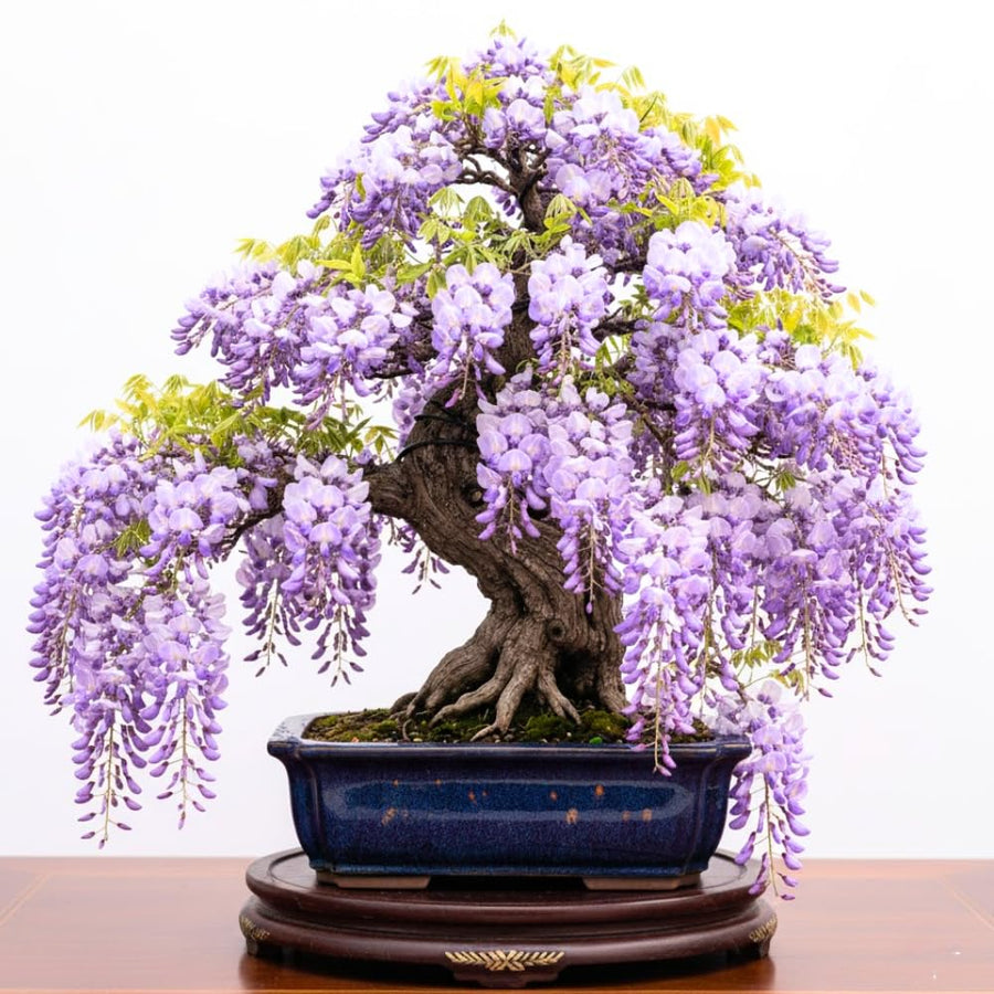 3 Purple Wisteria Trees Live Plants 6 to 12 Inch Height, Purple Wisteria Plant Live to Grow Your Garden, Wisteria Vine Live Plant, Fragrant Wisteria Flowers, in Pots