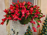 Red Christmas Cactus Plants Live, 4 to 6 Inch Tall Live Christmas Cactus Bare Roots, Perennial Well Rooted Flower Plants, Holiday Houseplant, No Pot