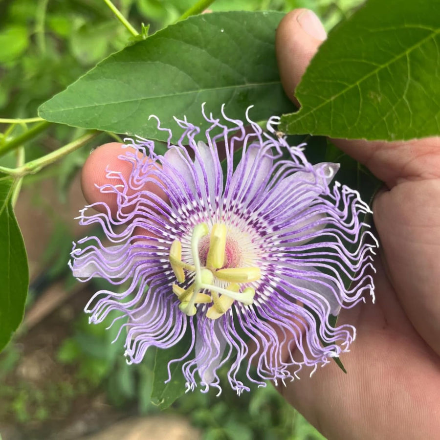 Passiflora Incarnata Maypop Live Plant, Purple Passion Flower Vine, 4-8'' Tall, Cold Hardy Perennial for Patio, Trellis and Outdoor Garden, Well Rooted Starter Plant