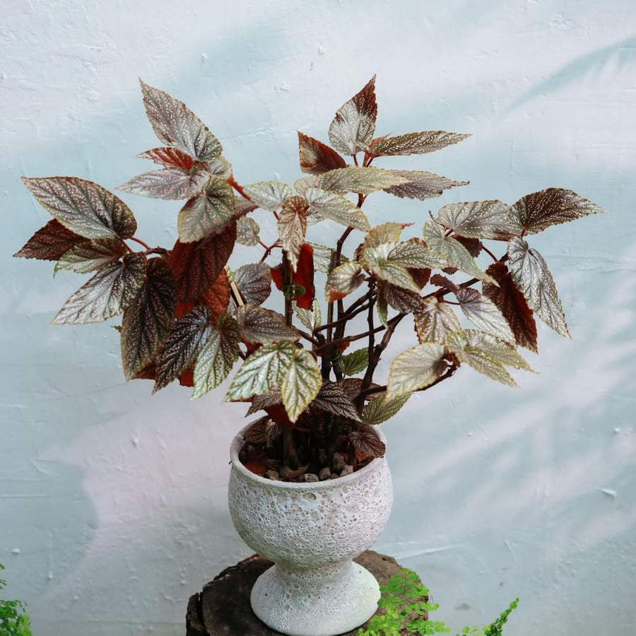 Angel Wing Begonia Live Plant, Polka Dot Begonia Maculata Plants, 4-7" Starter Indoor Outdoor Houseplant Décor, Air-Purifying and Easy Care, Pink Polka Dot