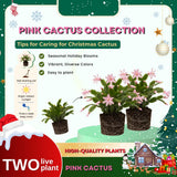 2 Christmas Cactus Plants Live, Holiday Blooming Indoor Plants Live Houseplants, Hanging Baskets Easy Care, Well-Rooted 5-8" Tall, No Pot, Bareroots, Single Stems (Purple Christmas Cactus)