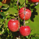 Apple Plant Live, Apple Tree Live Plant Bare Roots, 2 to 3 Feet Tall, Sweet Fruit for Backyard Orchard