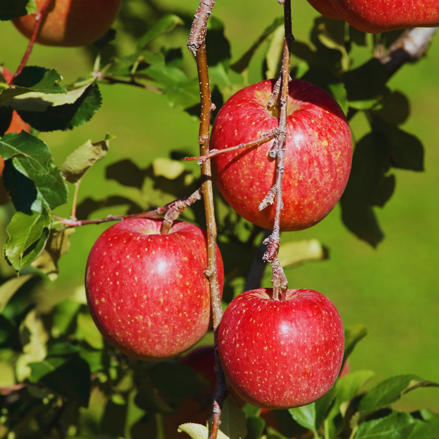 Apple Plant Live, Apple Tree Live Plant Bare Roots, 2 to 3 Feet Tall, Sweet Fruit for Backyard Orchard