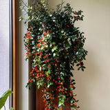 Trailing Goldfish Plant Live in 4'' Pot, Hardy Goldfish Plant for Hanging Basket, Easy-Care Houseplant, Rare Indoor Plant, 4-7 Inch Tall
