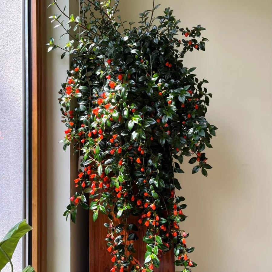 Trailing Goldfish Plant Live in 4'' Pot, Hardy Goldfish Plant for Hanging Basket, Easy-Care Houseplant, Rare Indoor Plant, 4-7 Inch Tall