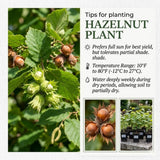 Hazelnut Bare Root Plant, Hazelnut Tree Live Plant, 12-16 Inc Tall, No Leaf, 1-2 Years Old Bare Root, Hardy Nut Tree for Outdoor Garden and Edible Landscape Growing