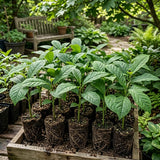 Paw Paw Tree, Pawpaw Tree Live Plant, Cold Hardy Fruit Plant, Bareroots from 8-12 Inches Tall, Ready for Outdoor Garden
