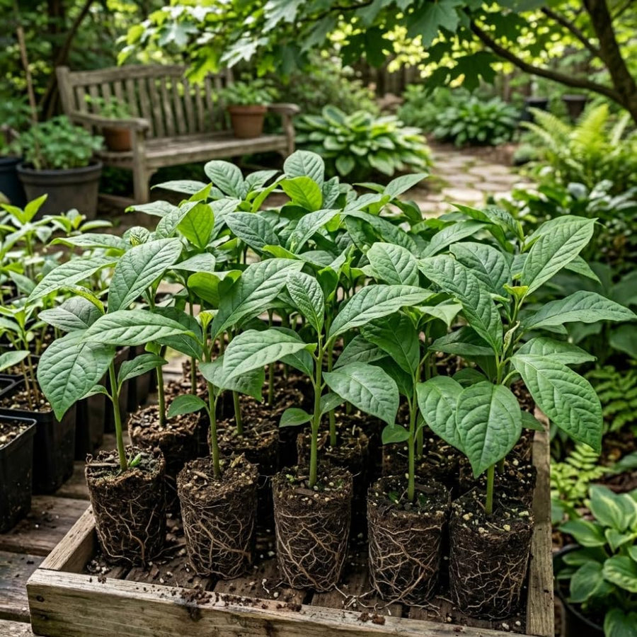 Paw Paw Tree, Pawpaw Tree Live Plant, Cold Hardy Fruit Plant, Bareroots from 8-12 Inches Tall, Ready for Outdoor Garden