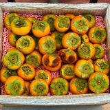 3 Cold Hardy Persimmon Trees Live Plants, 6-13" in Tall, American Persimmon Fruit Tree, Bare Root to CA, Dormant in Winter