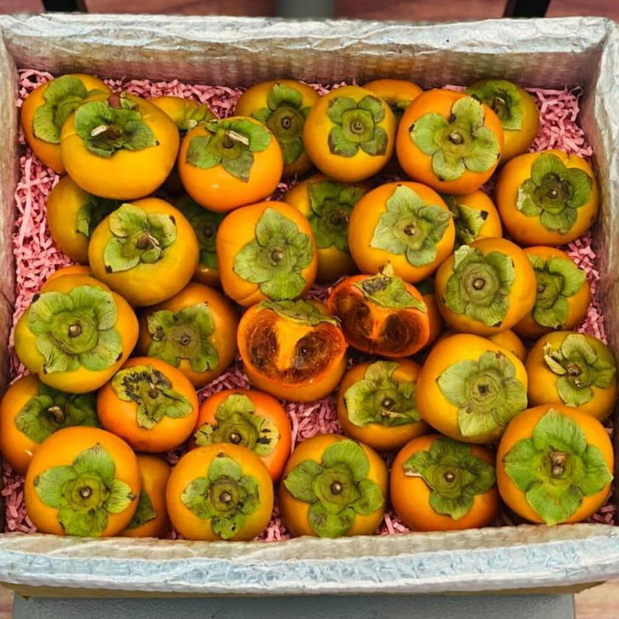 American Persimmon Trees Live Plants, Seedlings 8 to 12 Inc Tall, Sweet Persimmon Fruit Tree for Outdoor Planting, Dormant in Winter
