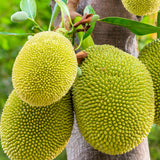 Dwarf Jackfruit Tree Live Plant, Tropical Jackfruit Plant Live, 6-8" Tall, 4 Inch Pot