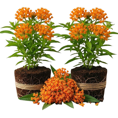 2 Orange Butterfly Milkweed Plants Live, Live Milkweed Plants, Asclepias Tuberosa Plant for Gardening, 5 to 7 Inc Tall
