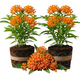 2 Orange Butterfly Milkweed Plants Live, Live Milkweed Plants, Asclepias Tuberosa Plant for Gardening, 5 to 7 Inc Tall