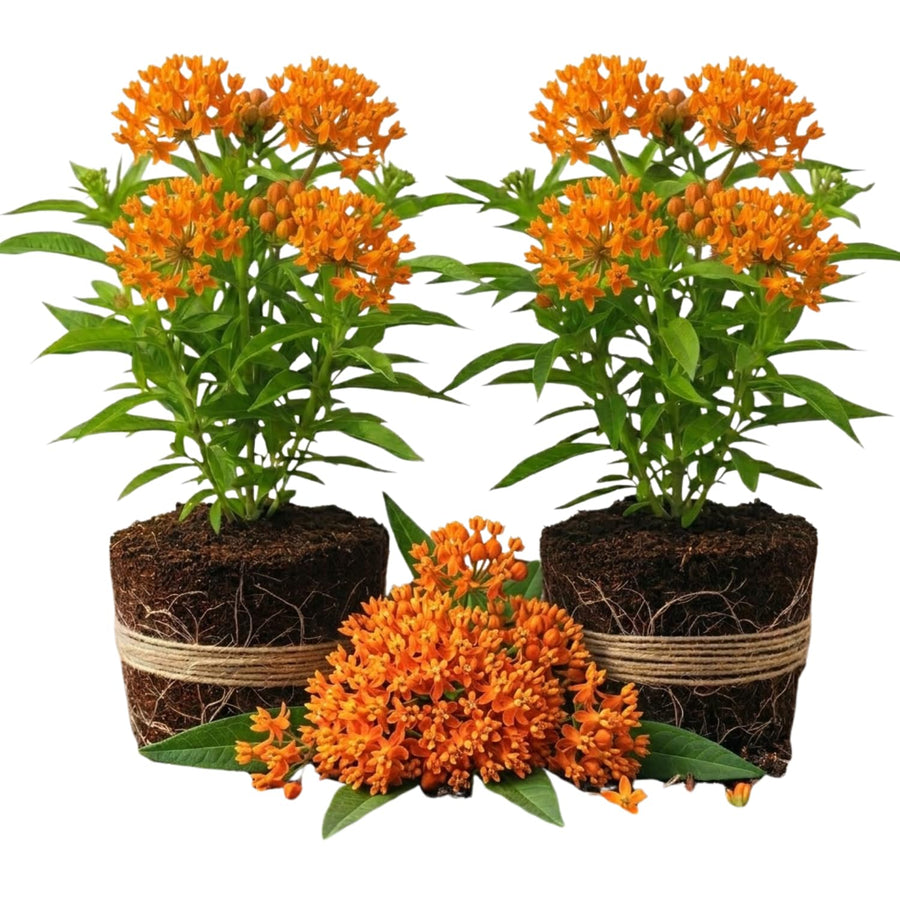 2 Orange Butterfly Milkweed Plants Live, Live Milkweed Plants, Asclepias Tuberosa Plant for Gardening, 5 to 7 Inc Tall
