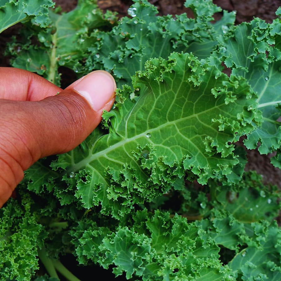 Kale Plant Live, Vegetable Live Plant, Kale Live Plant Pot, 4 Inc Potted