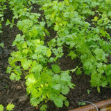 500 Cilantro Seeds for Planting Outdoor, Cilantro Plant Fast Growing Herb, Home Garden Plant Seeds