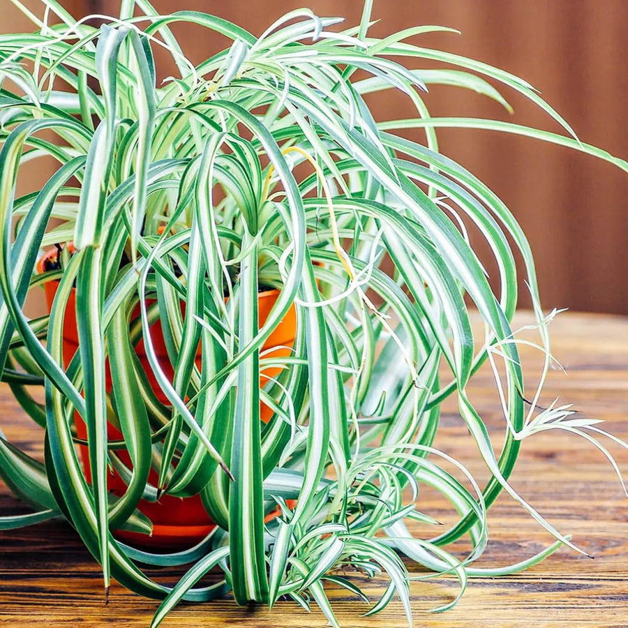 Curly Spider Plant Live, Airplane Houseplant Ready to Grow Indoors or Outdoors in 4" Pot