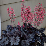 Heuchera Live Plant, Heuchera Coral Bells Live Plant, Purple-Black Heuchera Houseplant, 5-8 Inc Tall, Change Color Leaf Heuchera
