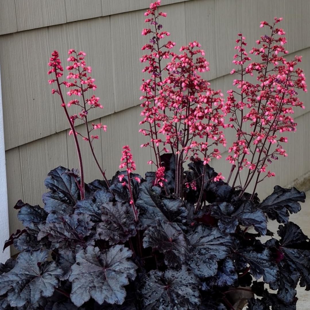 Heuchera Live Plant, Heuchera Coral Bells Live Plant, Purple-Black Heuchera Houseplant, 5-8 Inc Tall, Change Color Leaf Heuchera