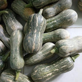 25 Striped Butternut Squash Seeds for Planting, Winter Squash Seeds, Vegetable Garden Seeds for Outdoor Growing, Suitable for Trellis or Ground Planting