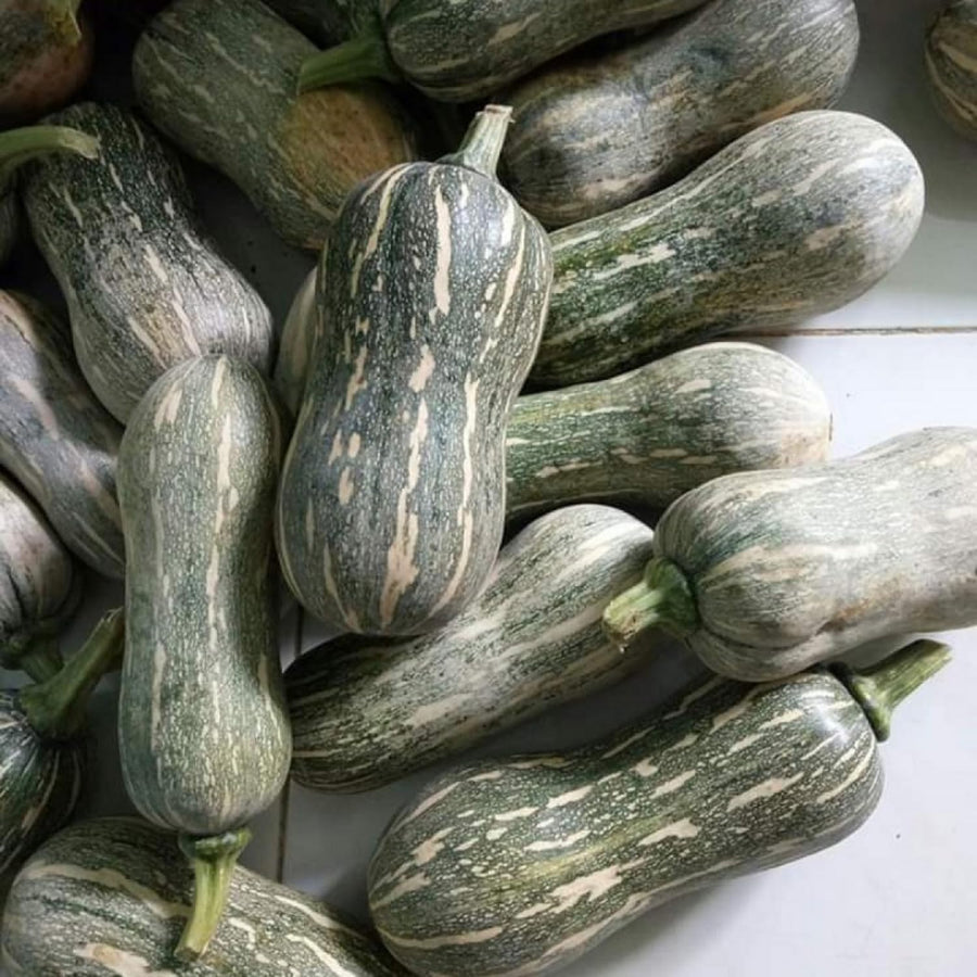 25 Striped Butternut Squash Seeds for Planting, Winter Squash Seeds, Vegetable Garden Seeds for Outdoor Growing, Suitable for Trellis or Ground Planting