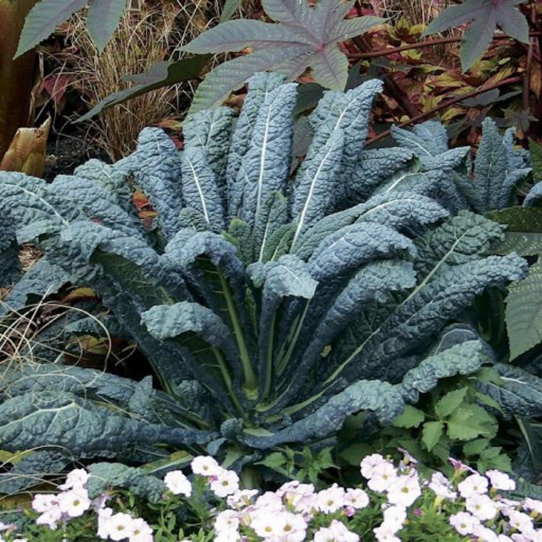 Live Blue Kale Plant, Edible Kale Vegetable, 6-8 Inches Tall, Starter Plant for Garden or Containers