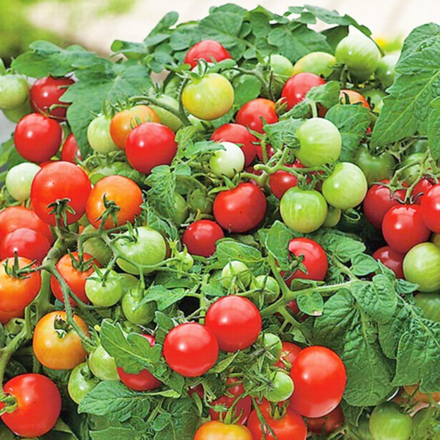 Tomato Cherry Red Plant Live, Vegetable Live Plant in 4'' Pot, 8-10 Inches Tall, Outdoor Growing