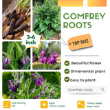15 Comfrey Roots for Planting, Comfrey Live Roots, 3–6 Inch Size, Fast Growing Perennial Herb