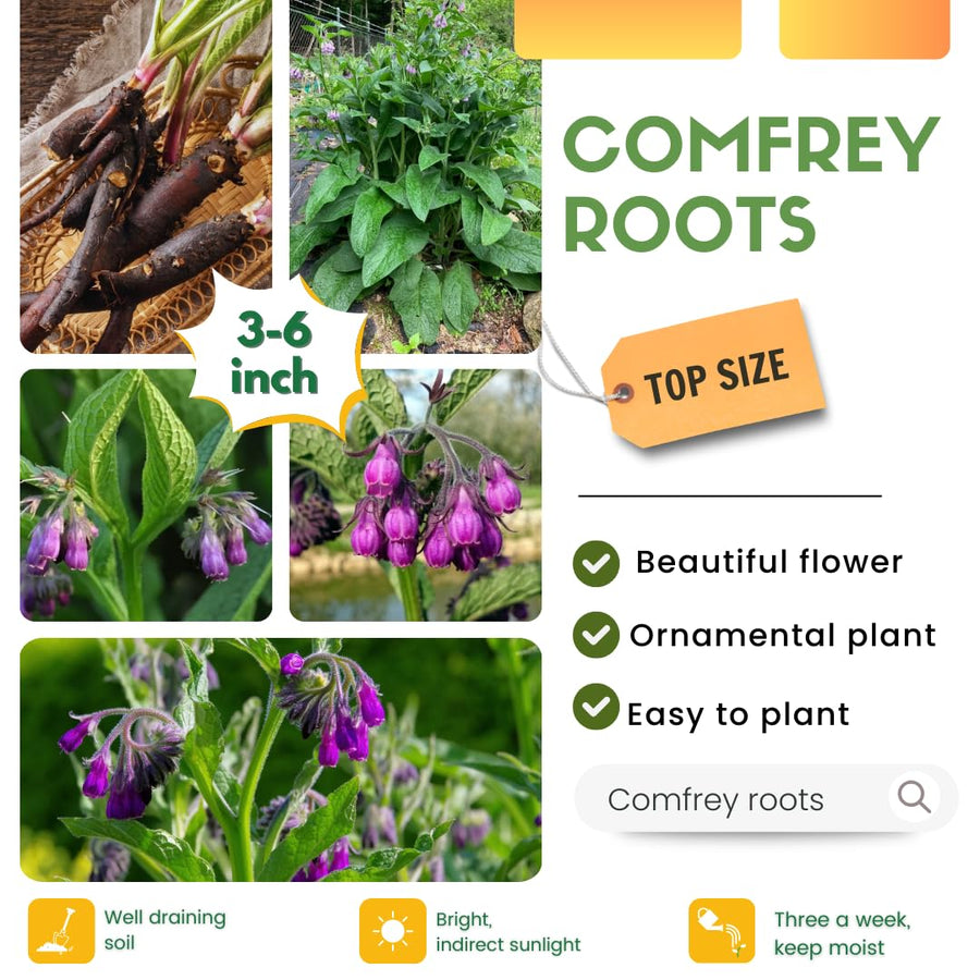 15 Comfrey Roots for Planting, Comfrey Live Roots, 3–6 Inch Size, Fast Growing Perennial Herb