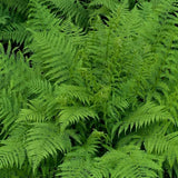 5 Lady Fern Rhizomes Plant, Fern Roots for Planting, Hardy Perennial Shade Garden Flowers