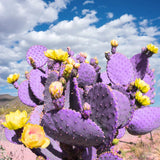 25 Purple Prickly Pear Cactus Seeds, Prickly Pear Cactus Seeds, Hardy Succulent Plants for Outdoor Indoor Planting, Fast-Growing