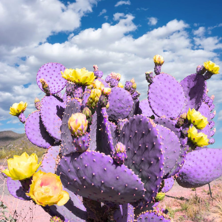 25 Purple Prickly Pear Cactus Seeds, Prickly Pear Cactus Seeds, Hardy Succulent Plants for Outdoor Indoor Planting, Fast-Growing
