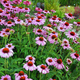 Set 6 of Echinacea Plants Live Roots, Purple Coneflower Live Plant Flowering Gardening, 4 to 6 Inc Tall Roots, Coneflower Plants Live