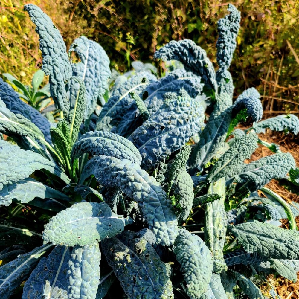 2 Pots Blue Kale Plants, 3-7 Inch Tall Plant in 4 Inch Pot, Well Rooted Kale Plants, Vegetable for Garden, Container Planting