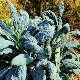 2 Pots Blue Kale Plants, 3-7 Inch Tall Plant in 4 Inch Pot, Well Rooted Kale Plants, Vegetable for Garden, Container Planting