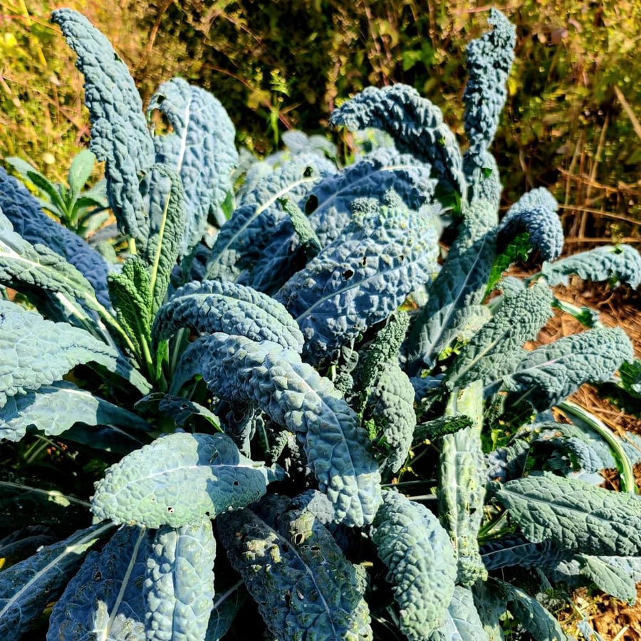 2 Pots Blue Kale Plants, 3-7 Inch Tall Plant in 4 Inch Pot, Well Rooted Kale Plants, Vegetable for Garden, Container Planting