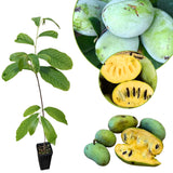 1 Pot Pawpaw Tree Live Plant, 8-14 Inches Tall, Quart Pot, Hardy Paw Paw Fruit Trees Home Garden