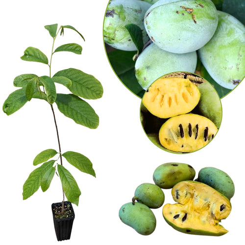 1 Pot Pawpaw Tree Live Plant, 8-14 Inches Tall, Quart Pot, Hardy Paw Paw Fruit Trees Home Garden
