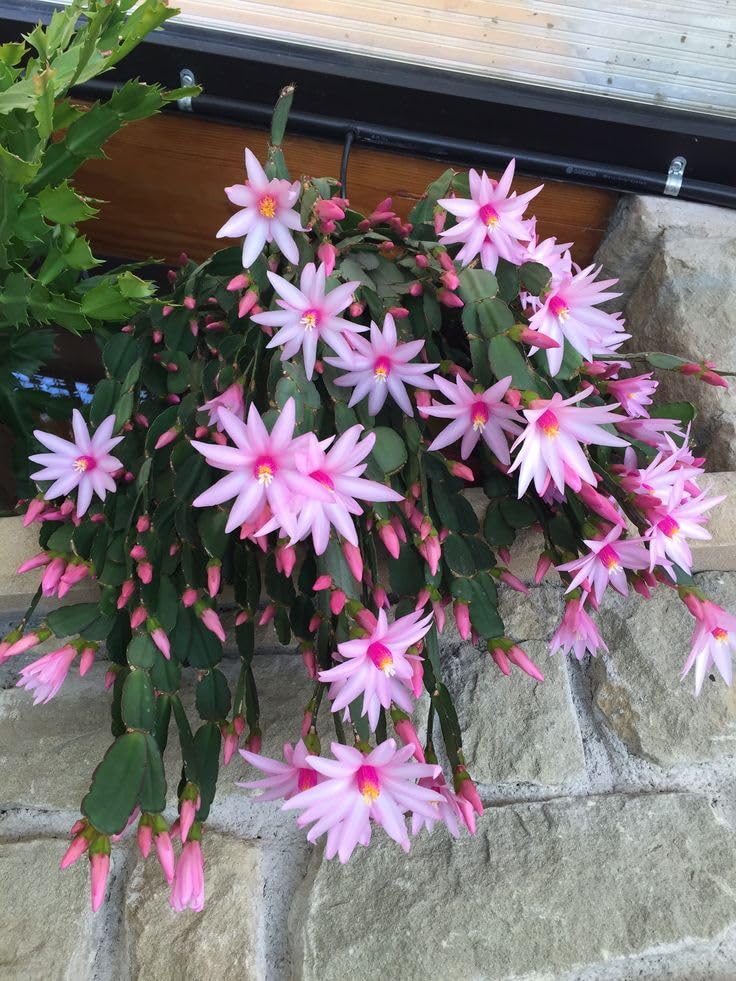 Easter Cactus Plants Live, Easter Cactus - 4 to 6 Inch Tall Houseplant Succulent Cactus Flower Plants, No Pot (Light Pink Flowers)