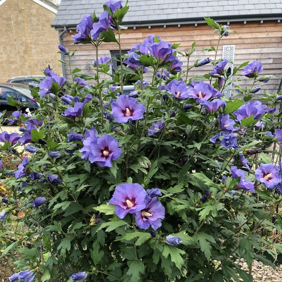 Purple Althea Plant Live, 6-10" Tall, Quart Pot, Rose of Sharon Flowering Shrub Plant, Hardy Garden Plants, Outdoor Landscape Plants