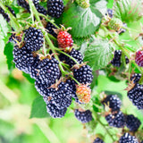 Set 2 Thornless BlackBerry Plants Cuttings, Well Rooted Cutting 4 Inches Tall, Sweet Berries and High Yield for Edible Garden, Ready for Planting