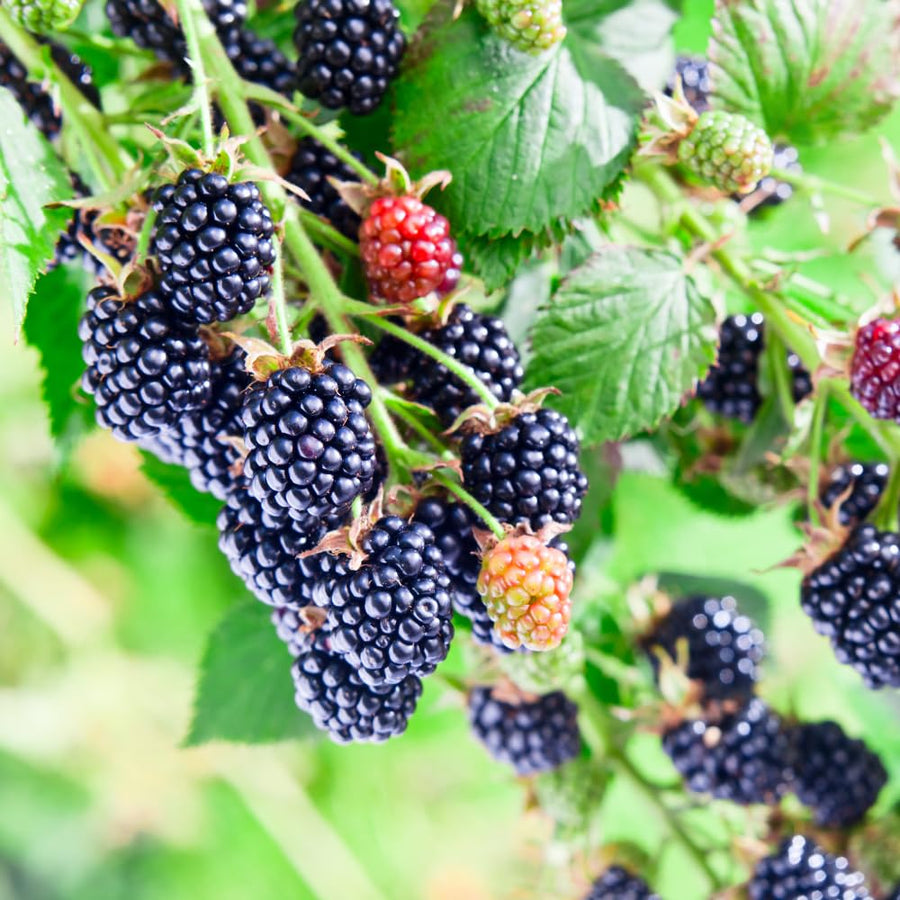 Set 2 Thornless BlackBerry Plants Cuttings, Well Rooted Cutting 4 Inches Tall, Sweet Berries and High Yield for Edible Garden, Ready for Planting
