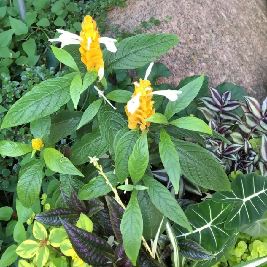 2 Shrimp Plants Live, Live Shrimp Plant for Garden, 5 to 7 Inc Tall (Yellow)