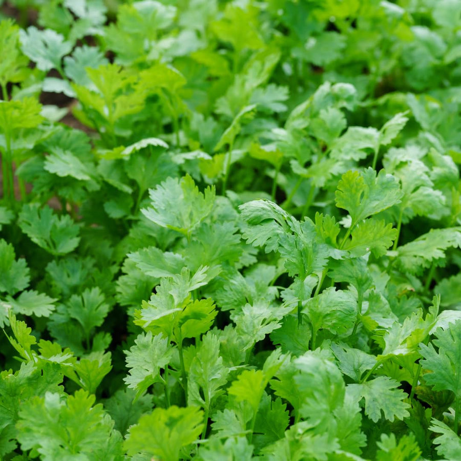 Live Cilantro Plant in 3.5 Inch Pot, Green Cilantro Herb Plant, Culinary Herb for Indoor Herb Gardens and Outdoor Planting