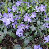 Set of 25 Vinca Minor Plants Live, 6 to 8 Inches Tall, Low Maintenance Periwinkle Ground Cover for Outdoor Landscaping and Garden Borders