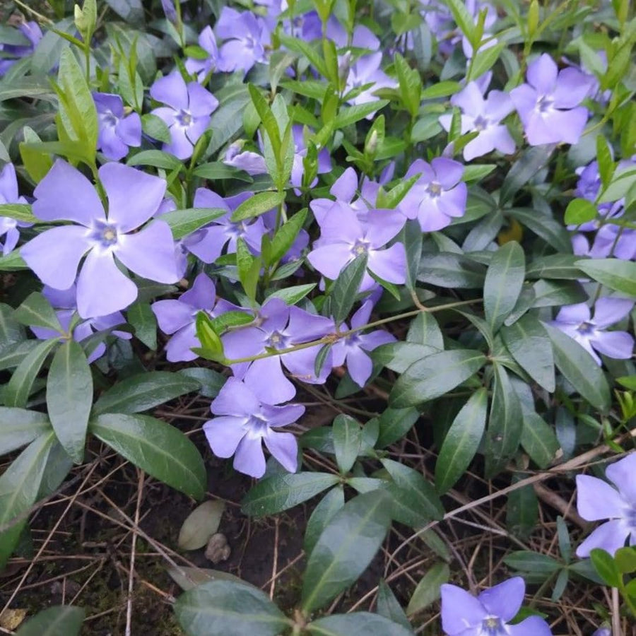 Set of 25 Vinca Minor Plants Live, 6 to 8 Inches Tall, Low Maintenance Periwinkle Ground Cover for Outdoor Landscaping and Garden Borders