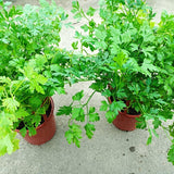 Parsley Plant Live in Pot, Live Parsley Plant, 4 Inches Tall, Herb Plant Outside